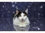 Adopt Tulip - Pending a American Shorthair