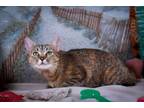 Adopt Ruby a Tabby