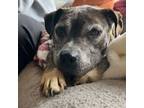 Adopt Peppa a Pit Bull Terrier