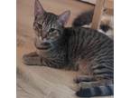 Adopt Sierra a Domestic Short Hair