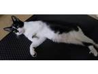 Adopt Racaille a Domestic Short Hair