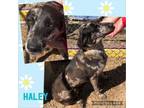 Adopt Haley a Dachshund, Beagle