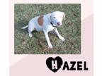 Adopt Hazel a Catahoula Leopard Dog, Cattle Dog