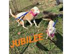 Adopt Jubilee a Catahoula Leopard Dog, Cattle Dog