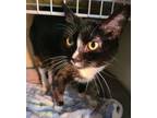 Adopt Pepper a Domestic Short Hair