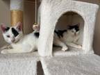 Adopt Wendy and Woody - XP a Domestic Short Hair
