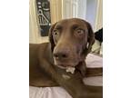 Adopt Ripley a Labrador Retriever, Mixed Breed