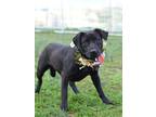 Adopt Bianca - Adoptable a Labrador Retriever, Mixed Breed