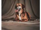 Adopt Miranda a Beagle, Mixed Breed