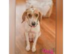 Adopt Daisy a Retriever