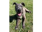Adopt LACIE a Staffordshire Bull Terrier, Pit Bull Terrier