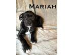 Adopt Mariah a Mixed Breed, Pit Bull Terrier