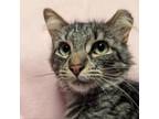 Adopt Jane @ Petco a Maine Coon, Domestic Long Hair