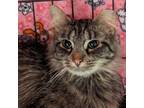 Adopt Kitty @ Petco a Maine Coon, Domestic Long Hair