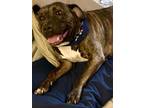 Adopt Karma a Pit Bull Terrier