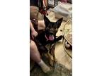 Adopt Pixie Dust a Belgian Shepherd / Malinois, Mixed Breed