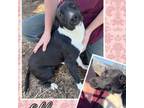 Adopt Ellen a Labrador Retriever, Border Collie