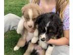 Australian Shepherd PUPPY FOR SALE ADN-762842 - Australian Shepherd puppies