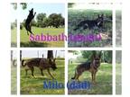 German Shepherd Dog PUPPY FOR SALE ADN-762917 - Ready for homes now