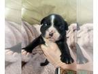 Boston Terrier PUPPY FOR SALE ADN-762904 - Boston terrier