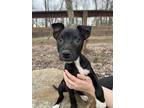 Adopt Shirley a Pointer, Pit Bull Terrier