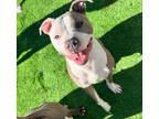 Adopt Bagel a Pit Bull Terrier