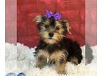 Yorkshire Terrier PUPPY FOR SALE ADN-762954 - Yorkie