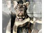 French Bulldog PUPPY FOR SALE ADN-762836 - Chocolate tan