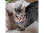 Adopt Grizzly a Domestic Short Hair