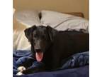 Adopt ABBY GAIL a Black Labrador Retriever