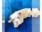 English Bulldog PUPPY FOR SALE ADN-763104 - ENGLISH FLUFFY CARRIER