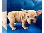 French Bulldog PUPPY FOR SALE ADN-763106 - FAWN MERLE VELVET BIG ROPE