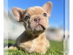 French Bulldog PUPPY FOR SALE ADN-763108 - ISABELLA MERLE COLORS