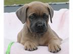 Cane Corso PUPPY FOR SALE ADN-762997 - 9 Corso Puppies
