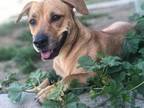 Adopt Shorty a Pit Bull Terrier, Dachshund