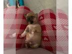 Chihuahua PUPPY FOR SALE ADN-762996 - Puppy chihuahua