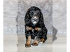 Bernedoodle PUPPY FOR SALE ADN-762932 - Male Bernedoodle Puppy