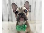 French Bulldog PUPPY FOR SALE ADN-762948 - Both parents beautiful and 7 panel