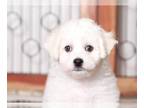 Bichon Frise PUPPY FOR SALE ADN-762834 - Bentley Handsome Male ACA Bichon Frise