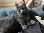 Adopt Charcoal a Domestic Short Hair