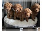 Poodle (Toy) PUPPY FOR SALE ADN-762911 - Toy Poodle