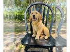 Golden Retriever PUPPY FOR SALE ADN-762909 - AKC Golden Retriever Puppies