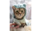 Adopt Lucy a Tabby