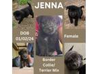 Adopt Jenna a Border Collie, Terrier