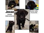 Adopt Jesse a Border Collie, Terrier