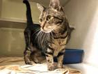 Adopt Princess a Domestic Short Hair