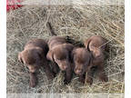 Labrador Retriever PUPPY FOR SALE ADN-763063 - Adorable Litter of 4