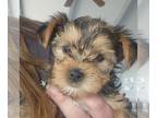 Yorkshire Terrier PUPPY FOR SALE ADN-763049 - 1 female 2 males