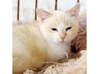 Adopt Snow a Siamese