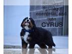 Bernese Mountain Dog PUPPY FOR SALE ADN-763031 - Adorable Bernese Males